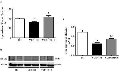 The Restoration of Vitamin D Levels Slows the Progression of Renal Ischemic Injury in Rats Previously Deficient in Vitamin D